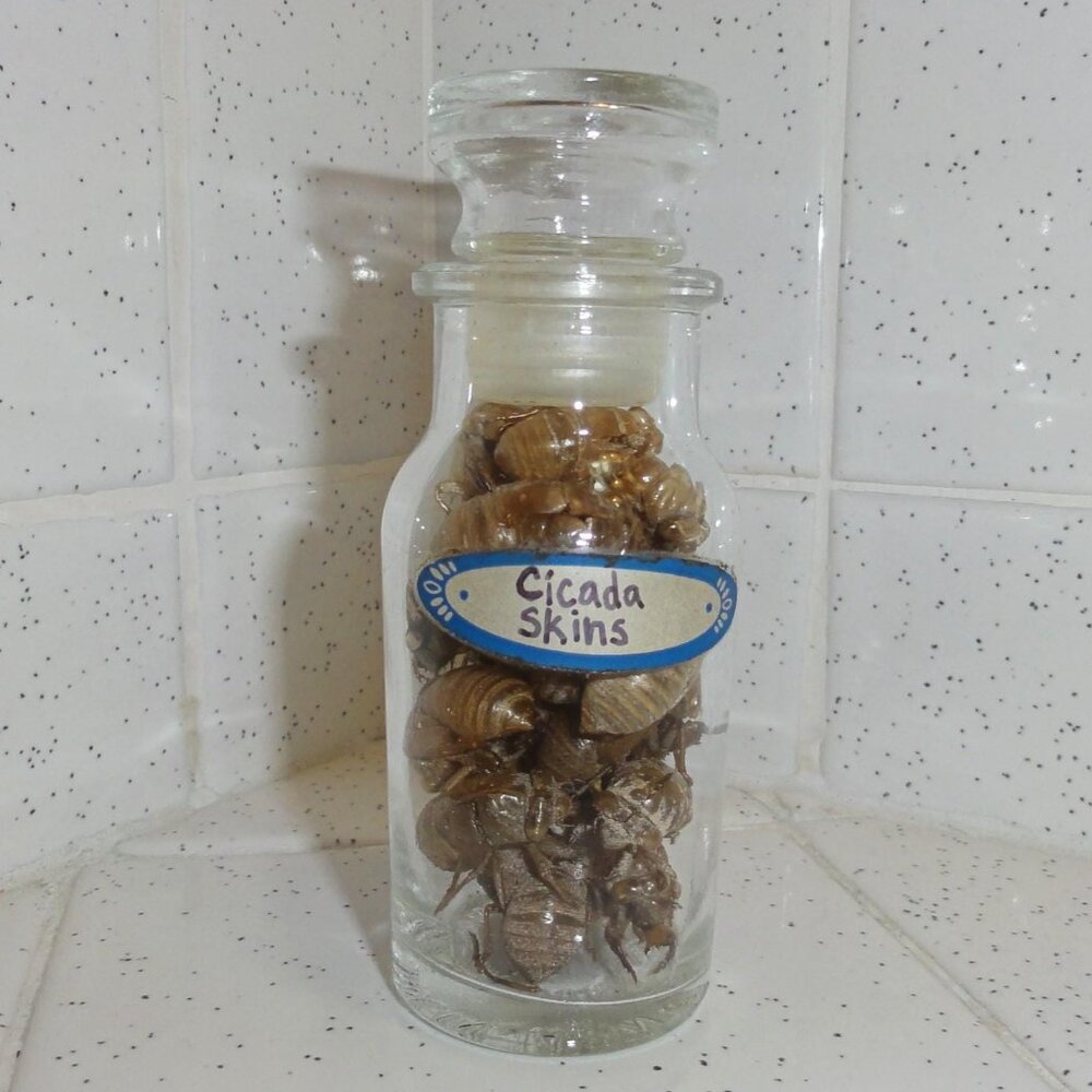 Antique Apothecary Jar of Cicada Skins oddity curiosity insect taxidermy molt